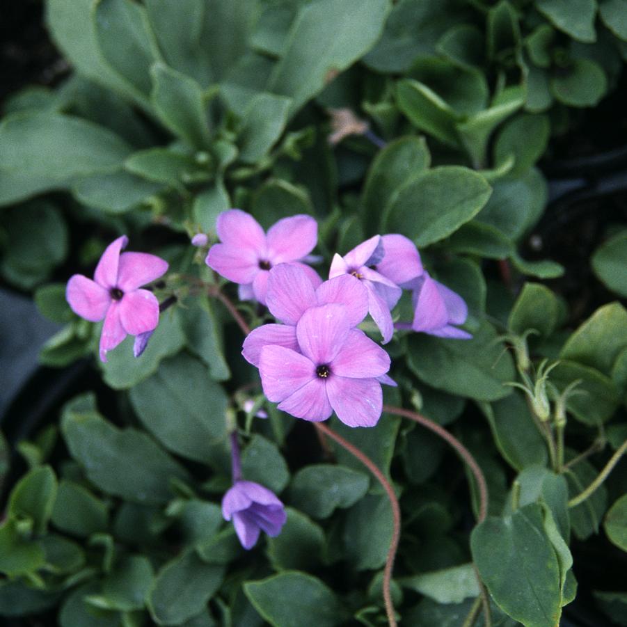 Phlox stolonifera 'Sherwood Purple' - Creeping Phlox from Hoffie Nursery
