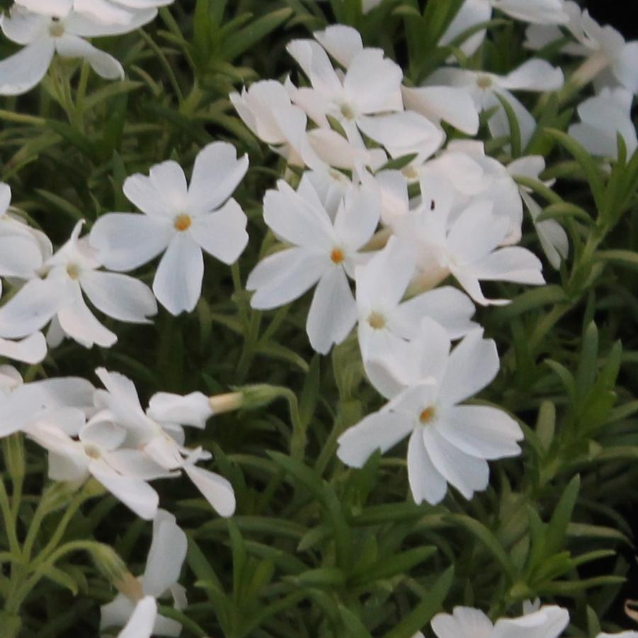 Phlox subulata 'White Delight' - Moss Phlox from Hoffie Nursery