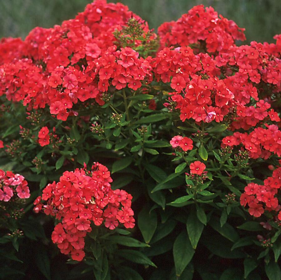 Phlox paniculata 'Orange Perfection' - Garden Phlox from Hoffie Nursery