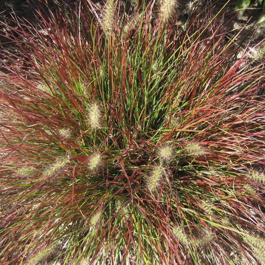 Pennisetum alopecuroides 'Burgundy Bunny' - Fountain Grass from Hoffie Nursery