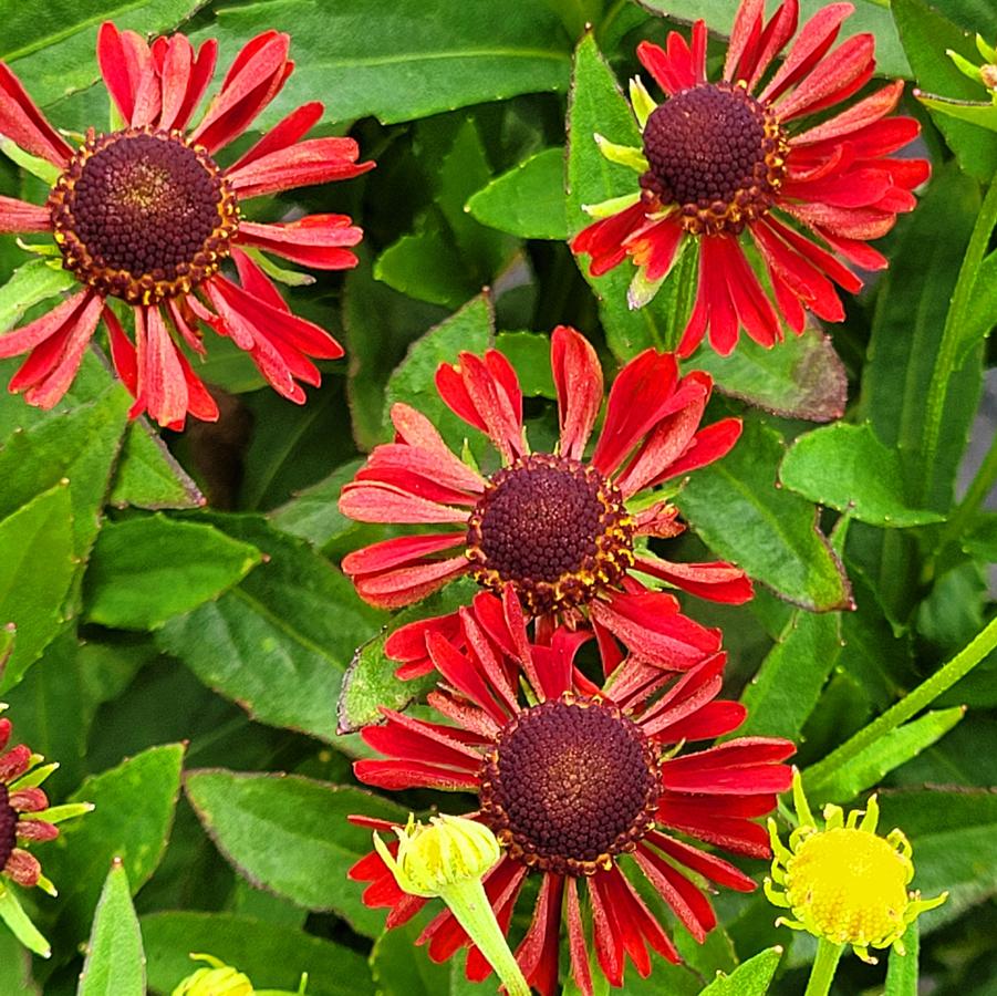 Helenium Mariachi™ 'Siesta' - Helen's Flower from Hoffie Nursery