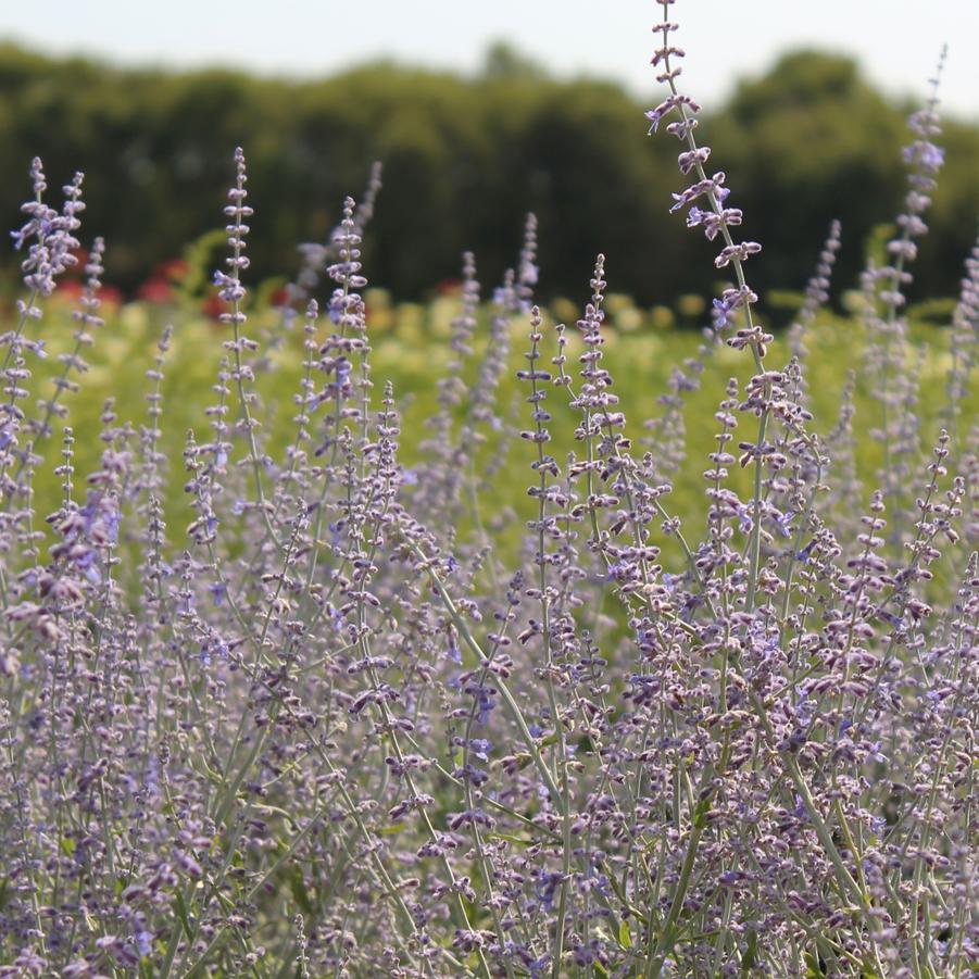 Perovskia atriplicifolia 'Little Spire' - Russian Sage from Hoffie Nursery