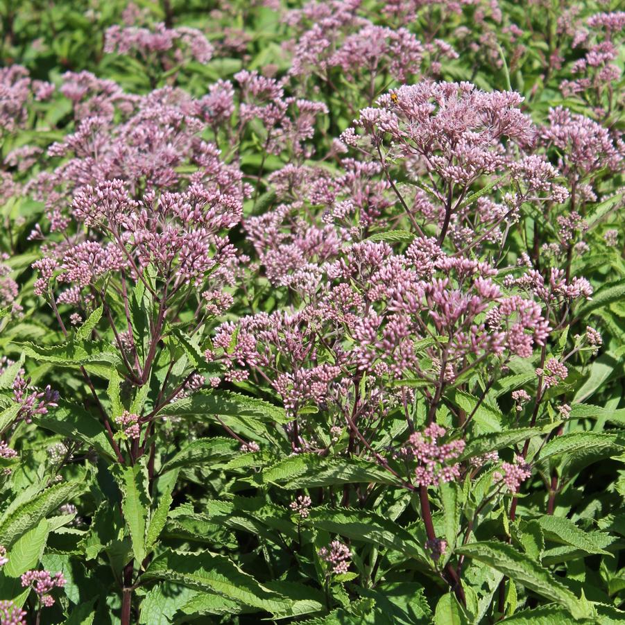 Eupatorium 'Phantom' - Joe Pye Weed from Hoffie Nursery