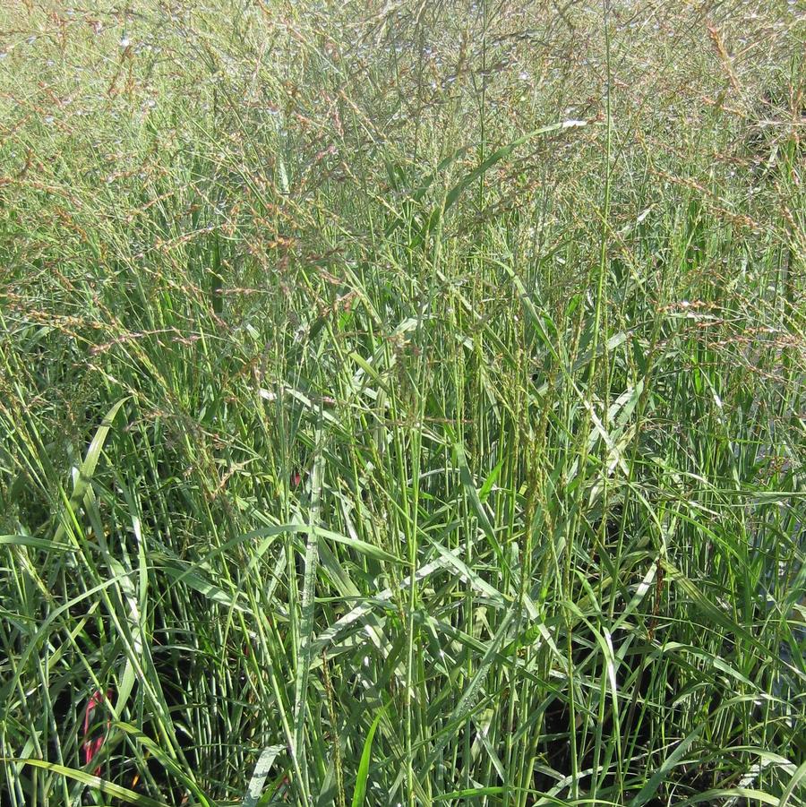 Panicum virgatum 'Heavy Metal' - Switchgrass from Hoffie Nursery