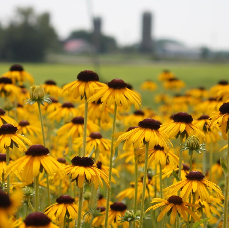 Rudbeckia speciosa 'Viette's Little Suzy' - Black-Eyed Susan from Hoffie Nursery