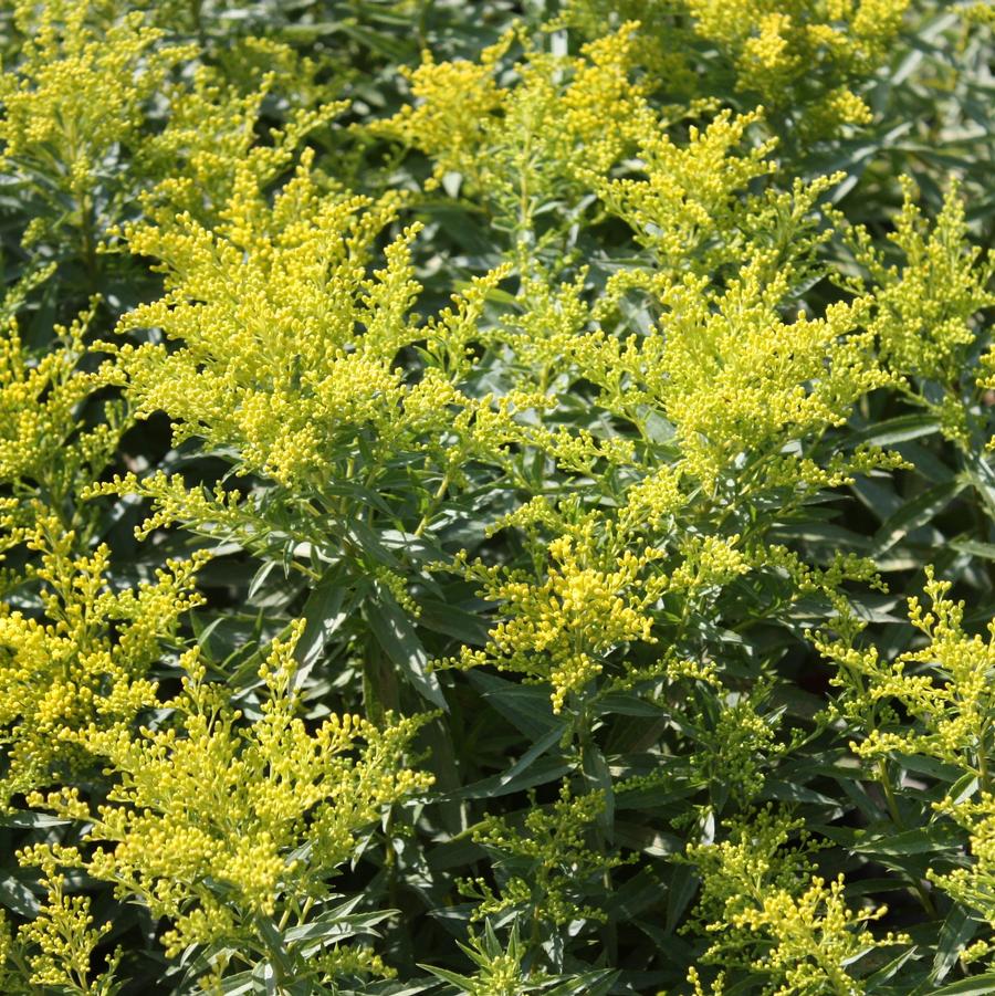 Solidago 'Little Lemon' - Goldenrod from Hoffie Nursery