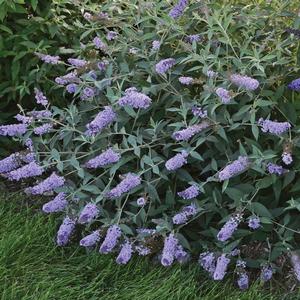 Buddleia Monarch 'Glass Slippers' - Butterfly Bush
photo credits- Walters Gardens 