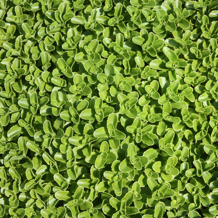 Sedum kamtschaticum - Stonecrop from Hoffie Nursery