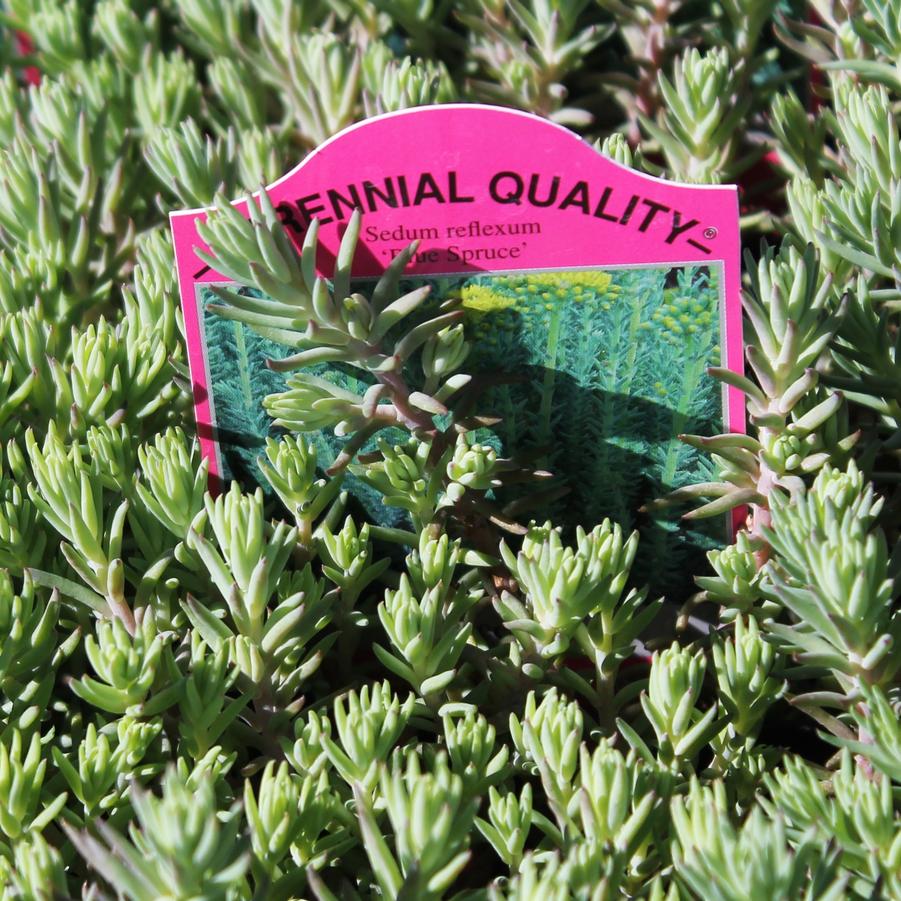 Sedum reflexum 'Blue Spruce' - Stonecrop from Hoffie Nursery