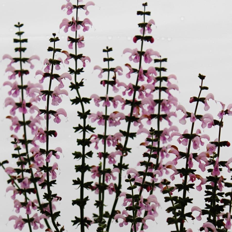 Salvia pratensis 'Eveline' - Meadow Sage from Hoffie Nursery