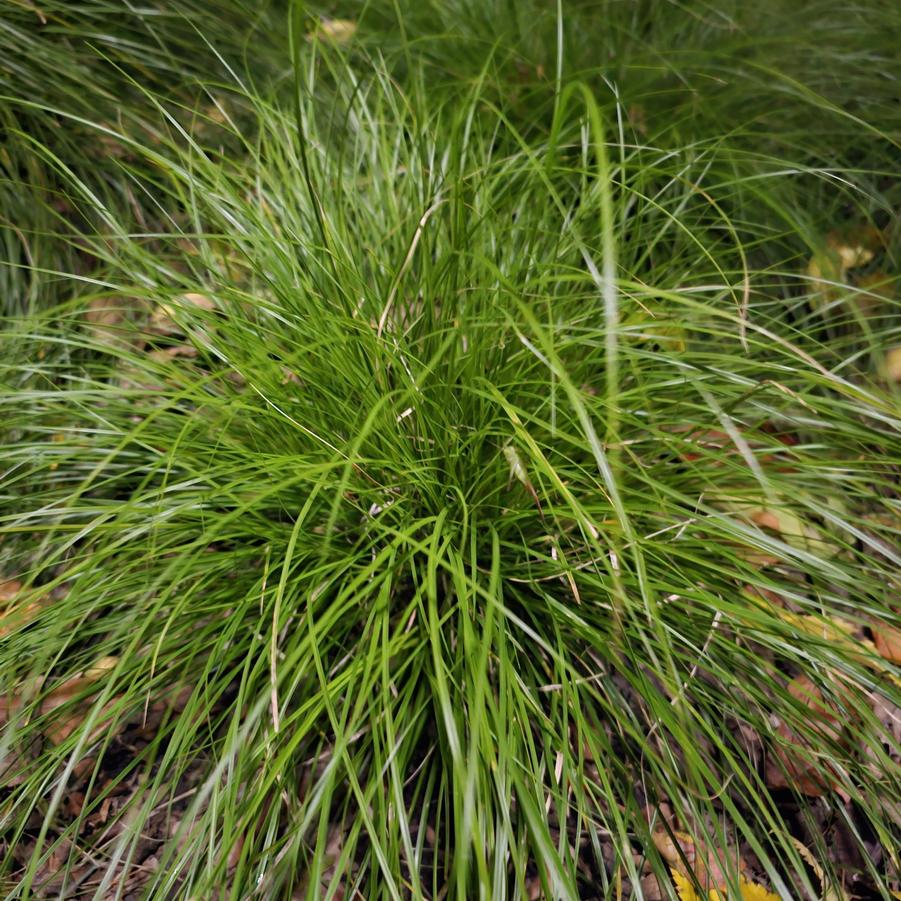 Carex pennsylvanica - Pennsylvania Sedge from Hoffie Nursery