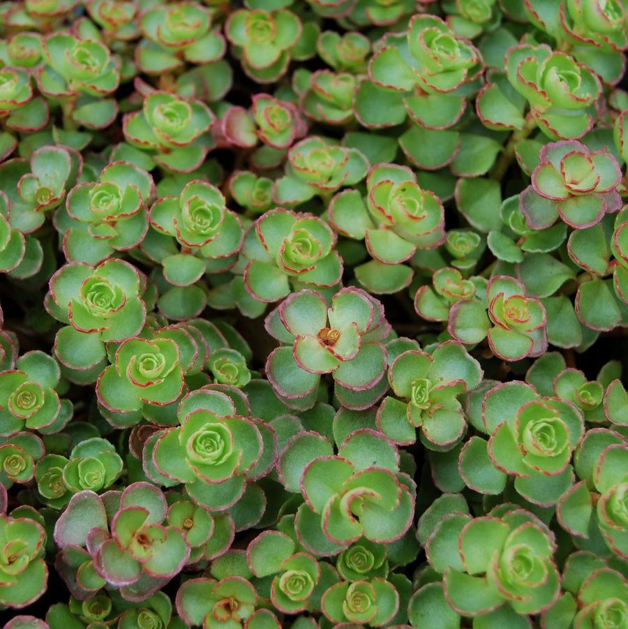 Sedum spurium 'Dragon's Blood' - Stonecrop from Hoffie Nursery