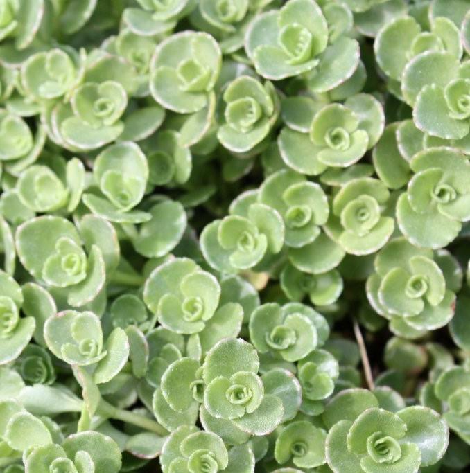 Sedum spurium 'John Creech' - Two-Row Stonecrop from Hoffie Nursery