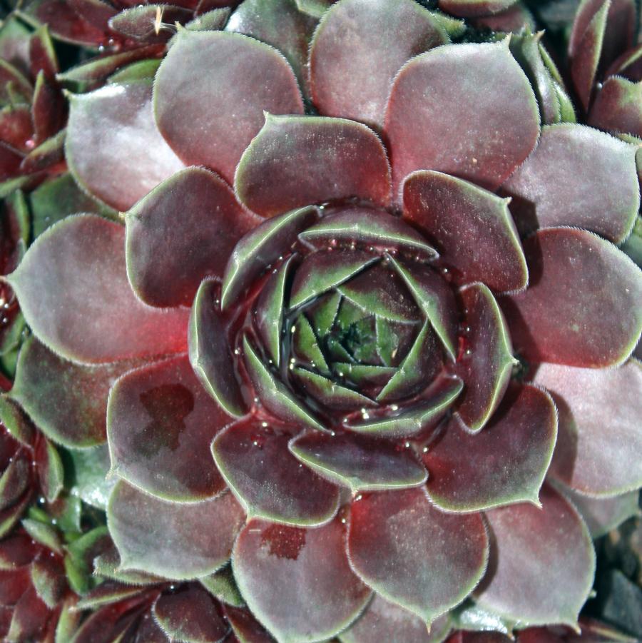 Sempervivum cistaceum 'Commander Hay' - Hens and Chicks from Hoffie Nursery