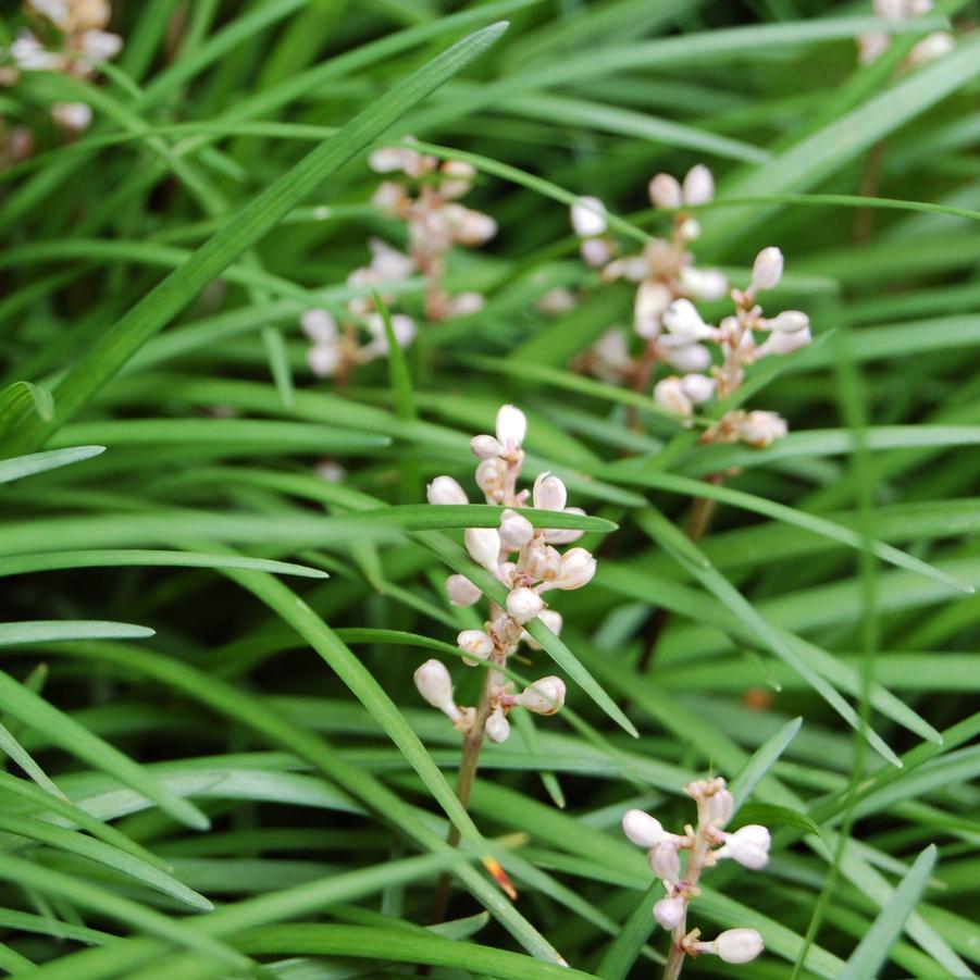 Liriope spicata - Creeping Lilyturf from Hoffie Nursery