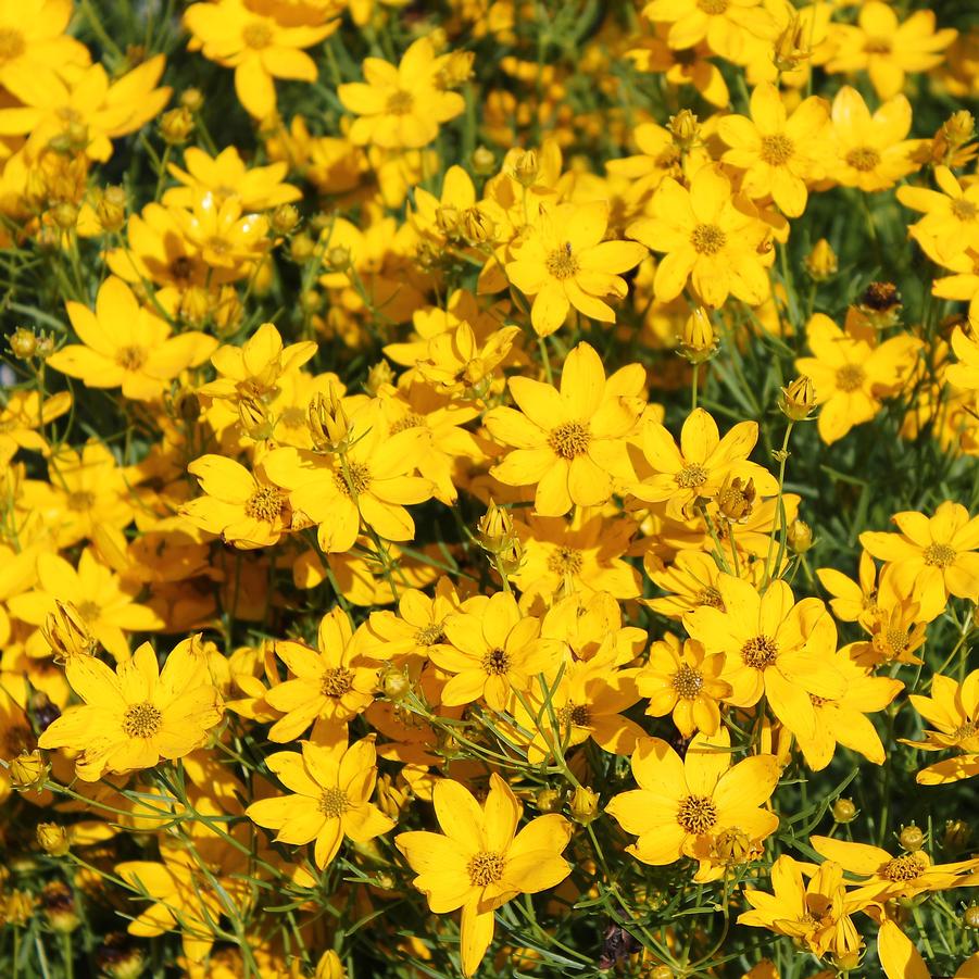 Coreopsis verticillata 'Golden Showers' - Threadleaf Coreopsis from Hoffie Nursery
