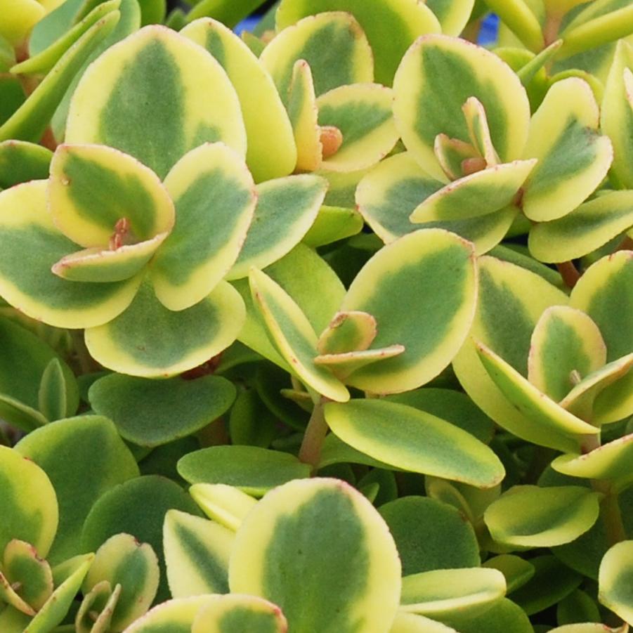 Sedum Sunsparkler® 'Lime Twister' - Variegated Stonecrop from Hoffie Nursery