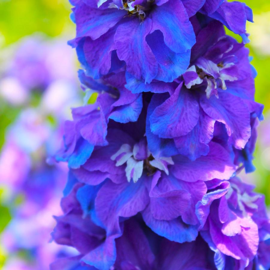 Delphinium elatum 'Guardian Blue' - Larkspur from Hoffie Nursery