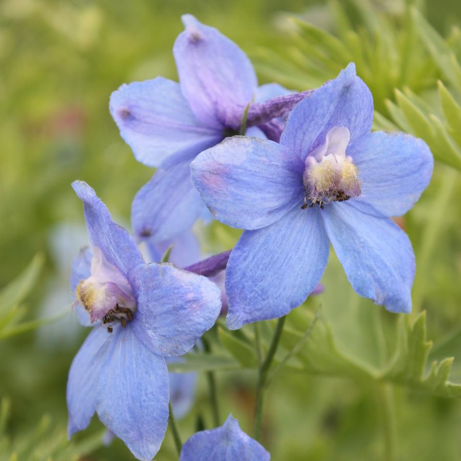Delphinium belladonna - Larkspur from Hoffie Nursery