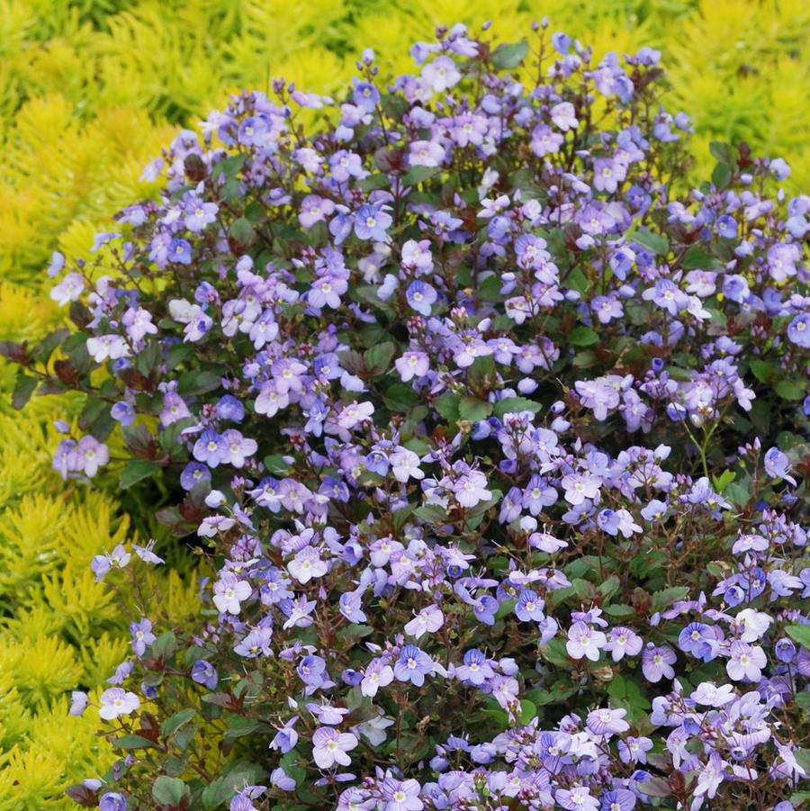 Veronica 'Waterperry Blue' - Speedwell from Hoffie Nursery