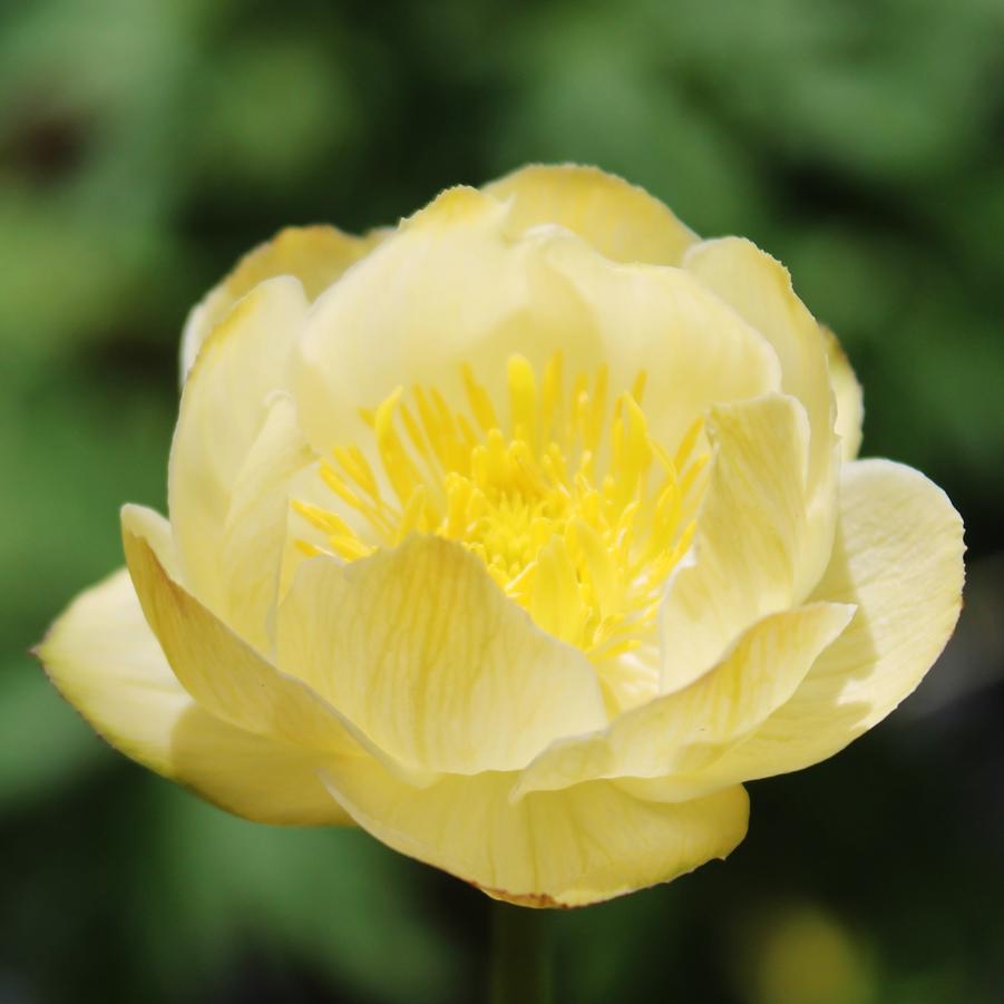 Trollius 'Cheddar' - Globe Flower from Hoffie Nursery