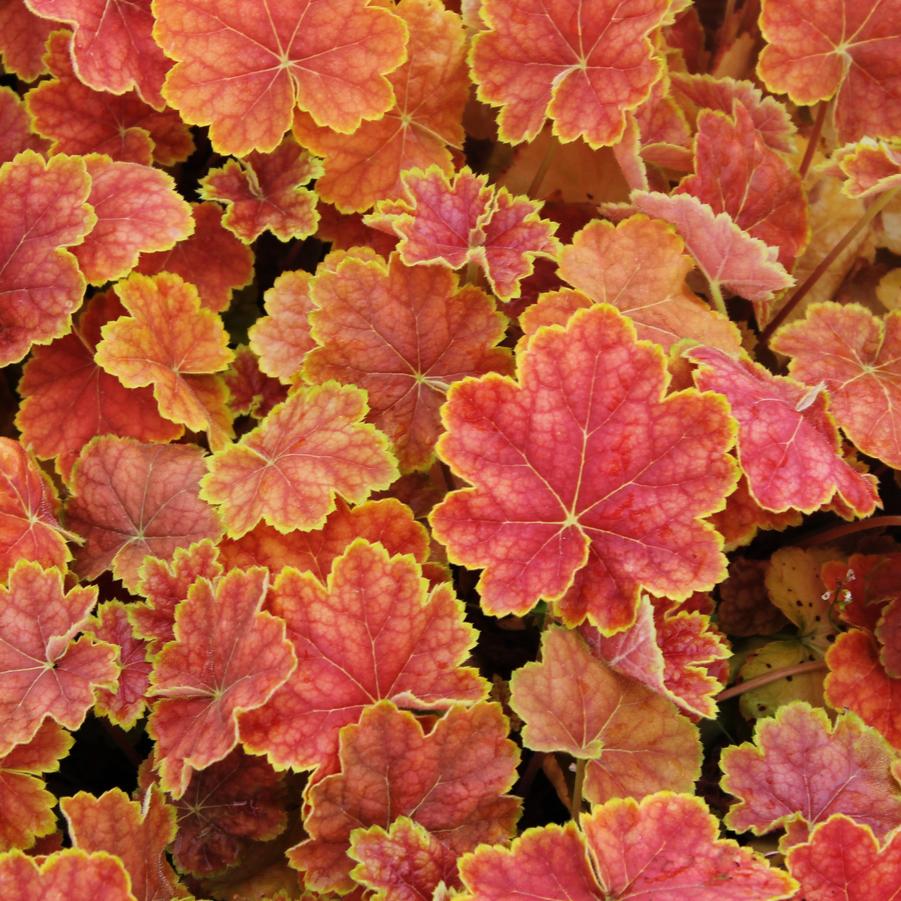 Heuchera 'Tiramisu' - Coral Bells from Hoffie Nursery