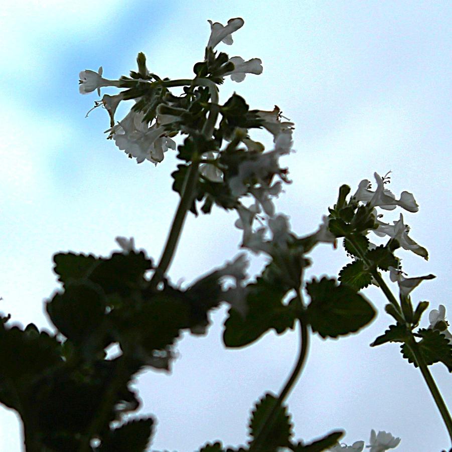 Nepeta faassenii 'Snowflake' - Catmint from Hoffie Nursery