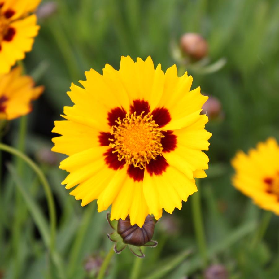 Coreopsis grandiflora 'Sunfire' - Tickseed from Hoffie Nursery