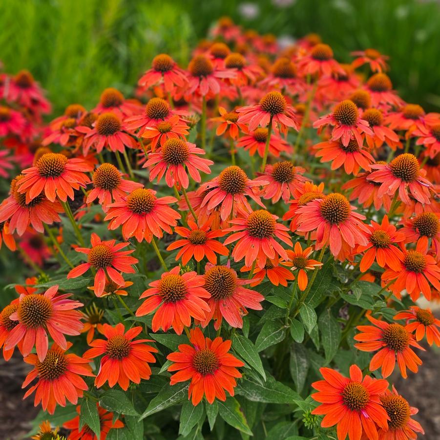 Echinacea Sombrero® Adobe Orange - Coneflower from Hoffie Nursery