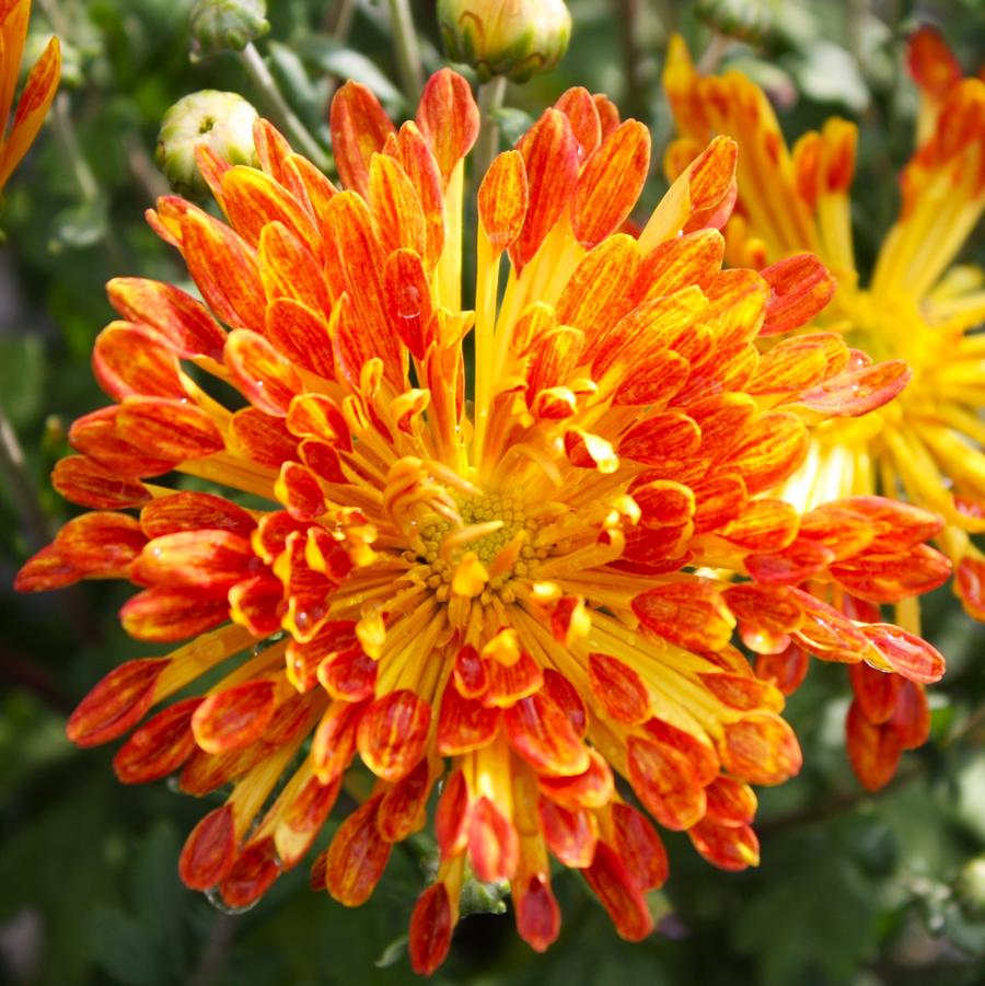 Chrysanthemum 'Matchsticks' - Hardy Garden Mum from Hoffie Nursery