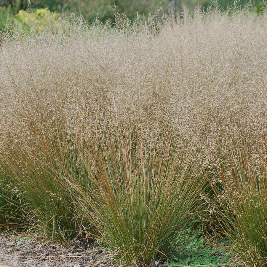 Sporobolus heterolepis 'Tara' - Prairie Dropseed from Hoffie Nursery