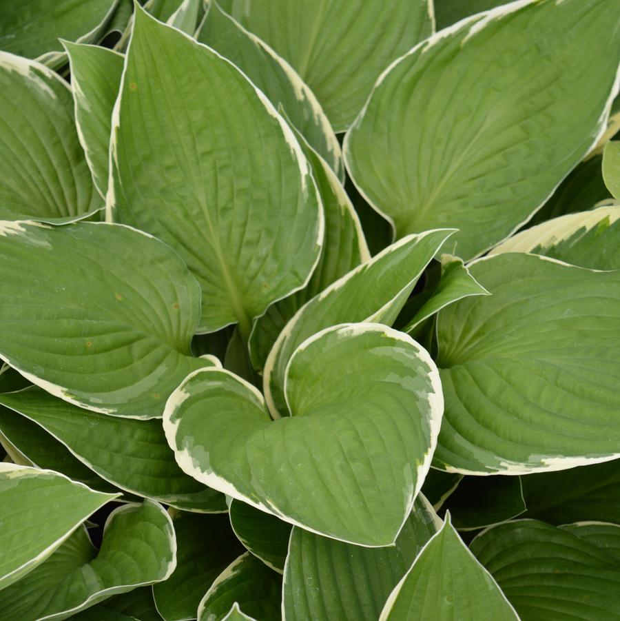 Hosta 'Francee' - Plantain Lily from Hoffie Nursery