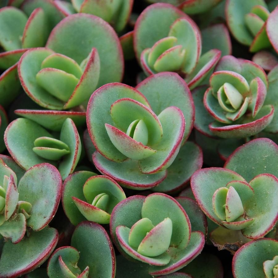 Sedum Sunsparkler® 'Lime Zinger' - Stonecrop from Hoffie Nursery