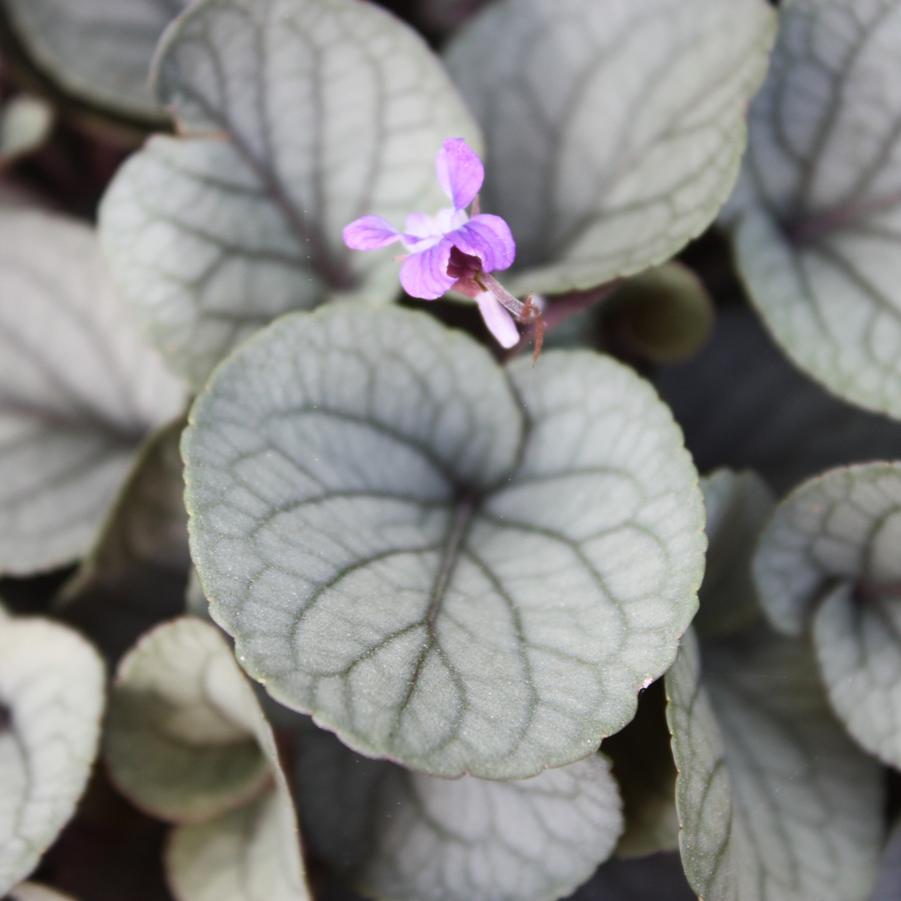 Viola walteri 'Silver Gem' - Prostrate Blue Violet from Hoffie Nursery