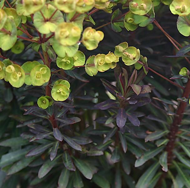 Euphorbia 'Blackbird' - Spurge from Hoffie Nursery