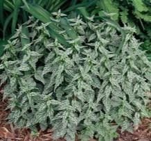 Lamiastrum galeobdolon 'Herman's Pride' - Yellow Archangel from Hoffie Nursery