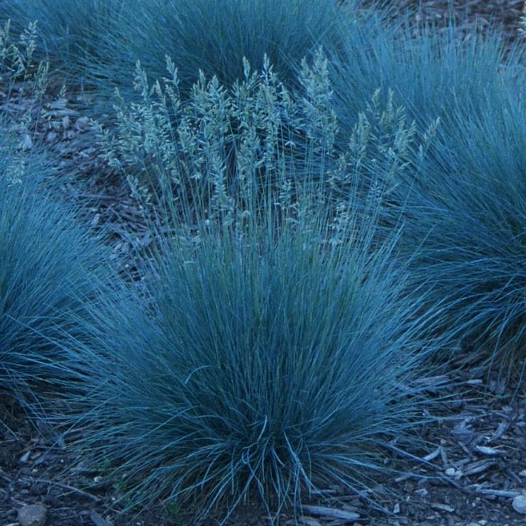 Festuca glauca 'Elijah Blue' - Blue Fescue from Hoffie Nursery