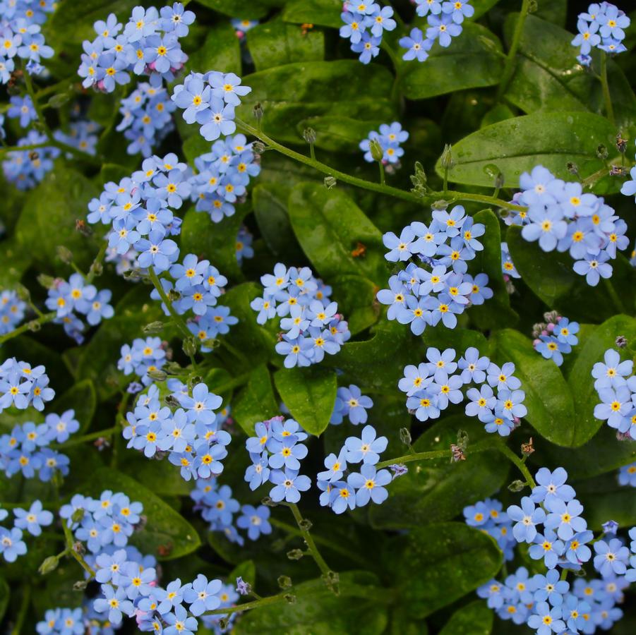 Myosotis sylvatica 'Victoria Blue' - Forget-Me-Not from Hoffie Nursery