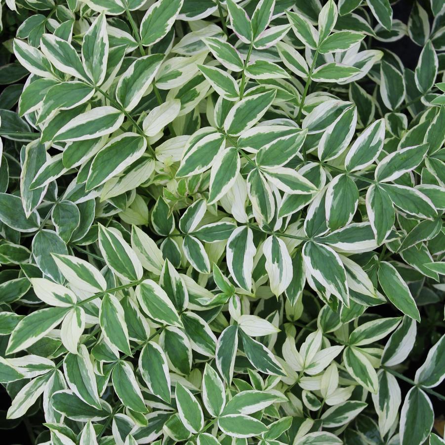 Polemonium reptans 'Stairway to Heaven' - Jacob's Ladder from Hoffie Nursery