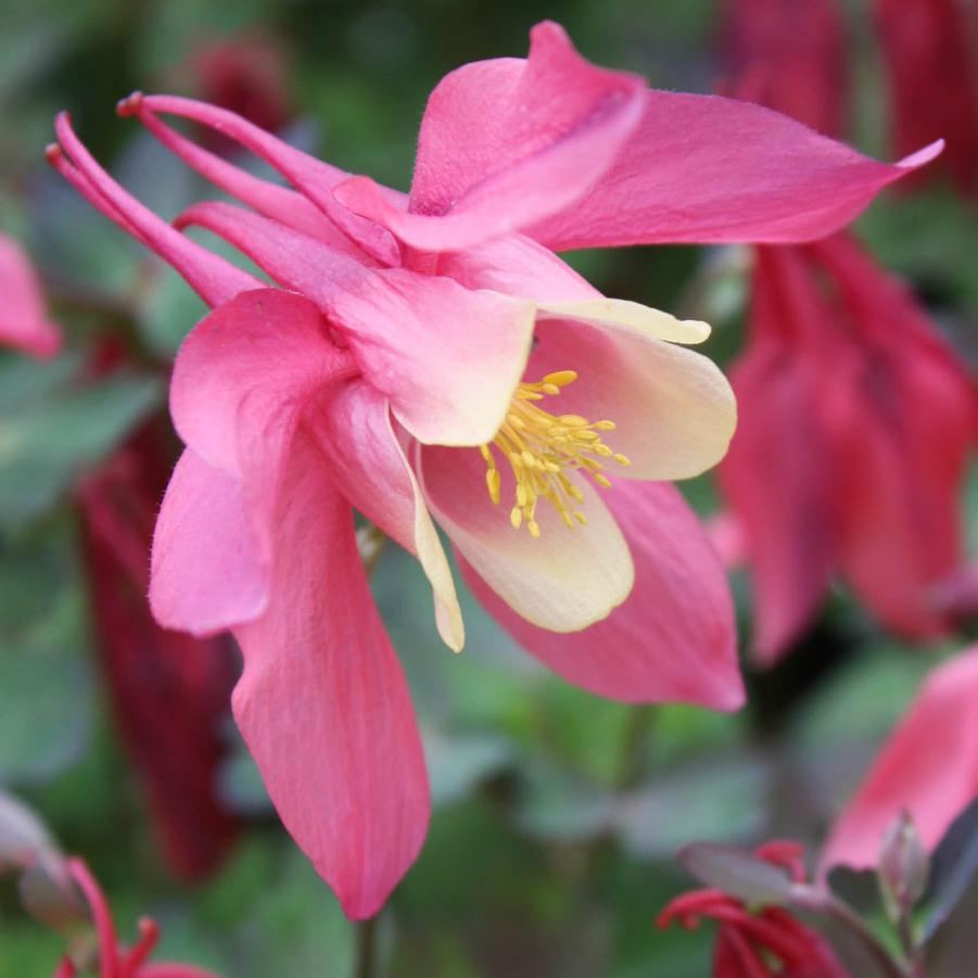 Aquilegia 'Spring Magic Rose and Ivory' - Columbine from Hoffie Nursery
