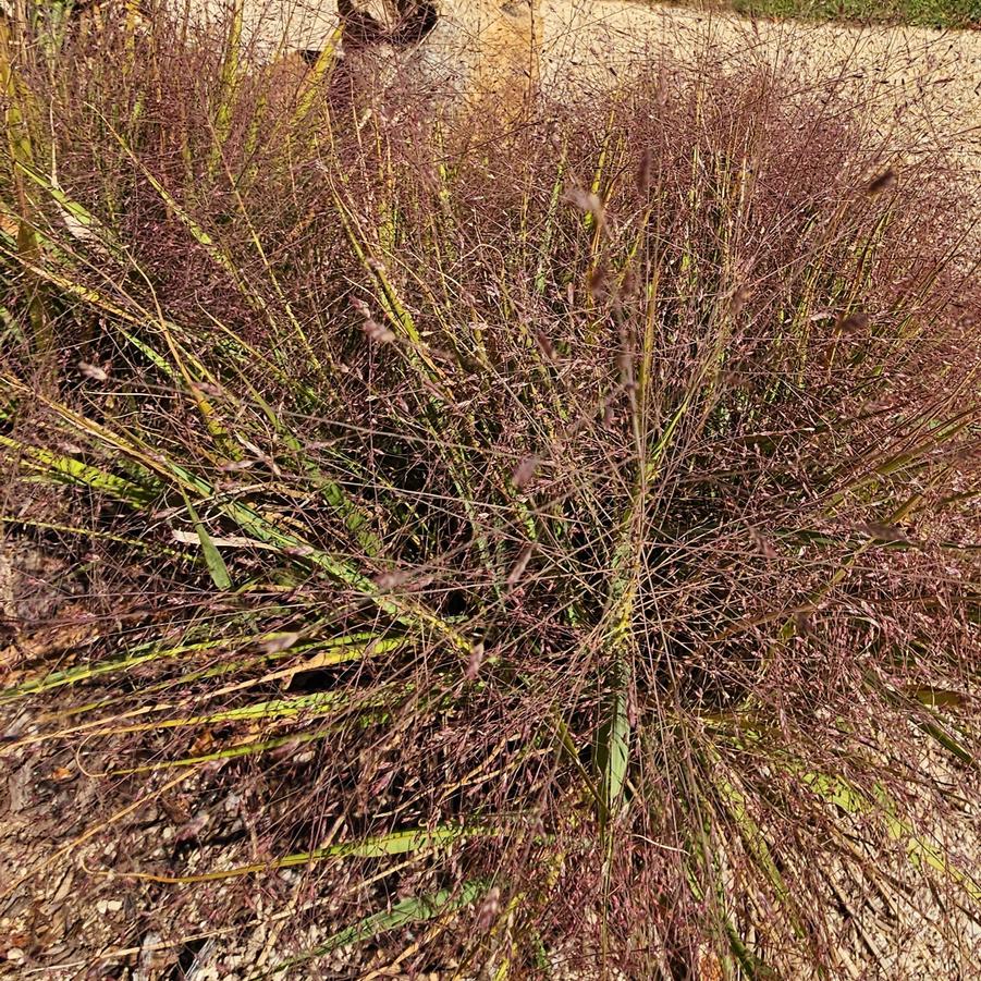 Eragrostis spectabilis - Purple Lovegrass from Hoffie Nursery