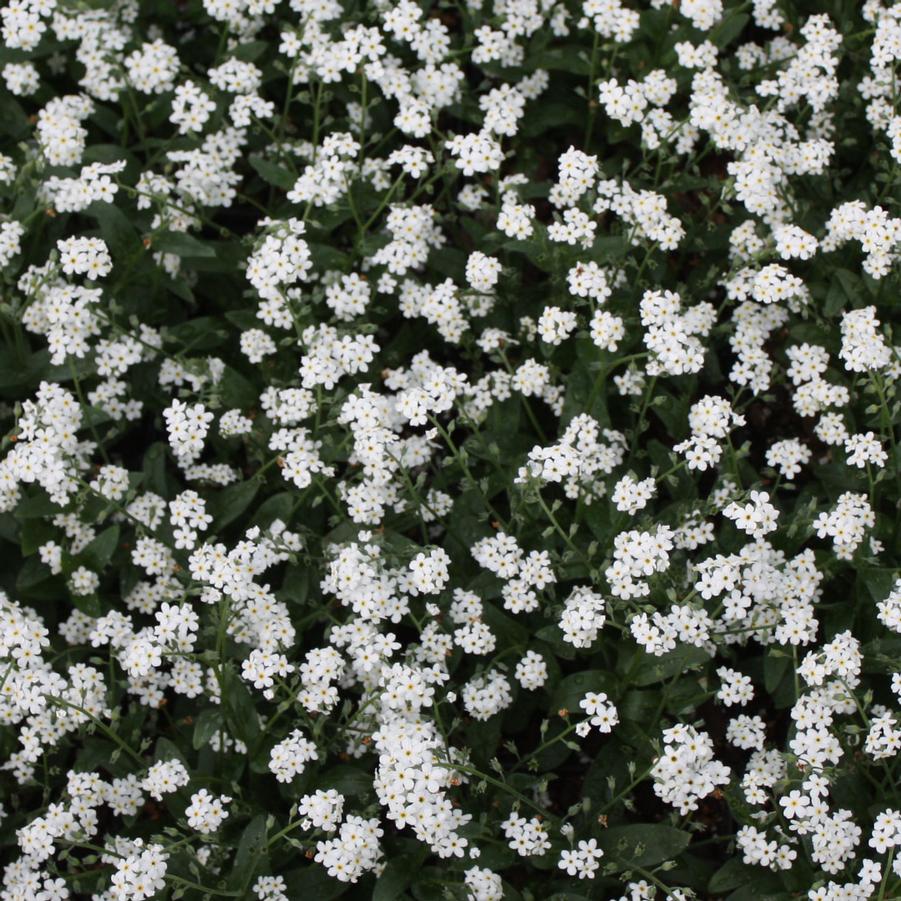 Myosotis sylvatica 'Victoria White' - Forget-Me-Not from Hoffie Nursery