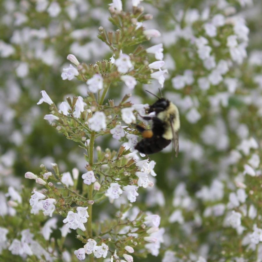 Calamintha nepeta var. nepeta 'White Cloud' - Calamint from Hoffie Nursery