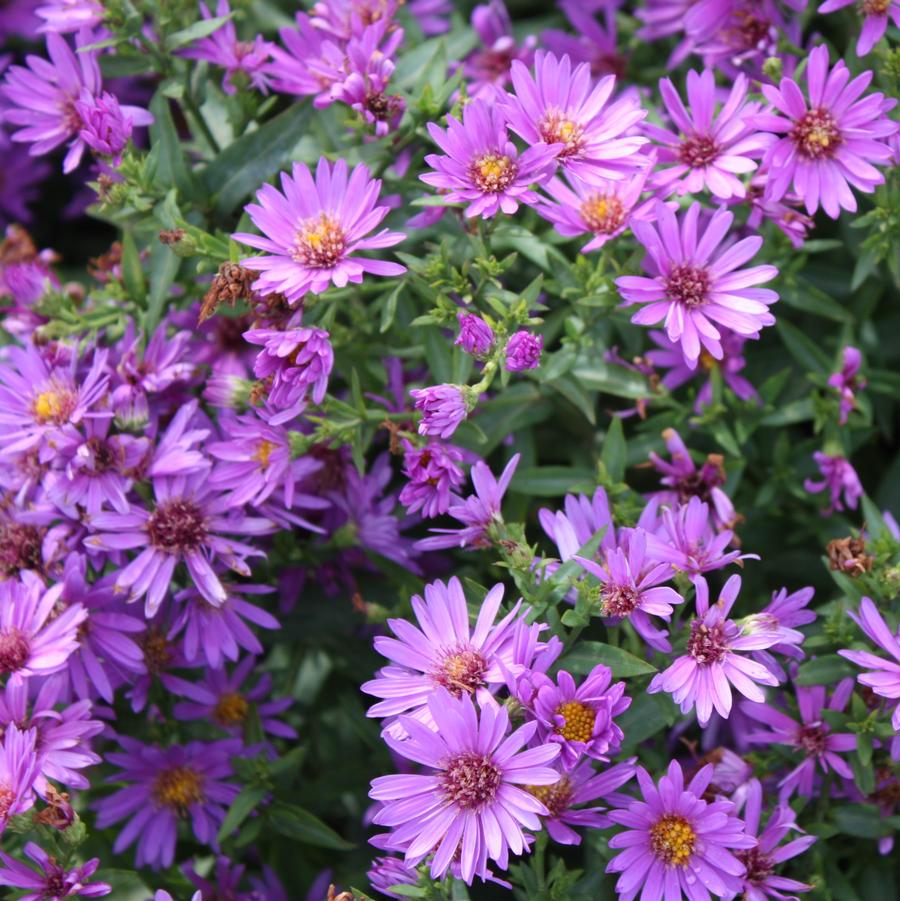 Aster dumosus 'Wood's Purple' - New York Aster from Hoffie Nursery
