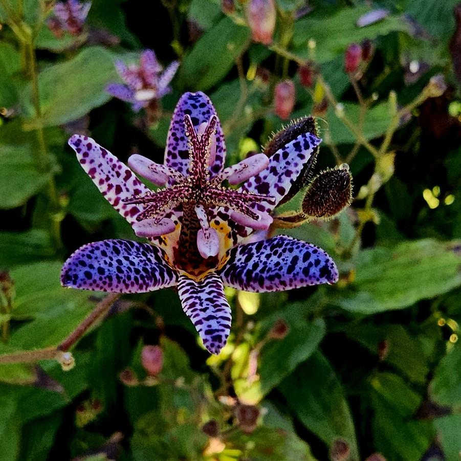Tricyrtis formosana 'Dark Beauty' - Toad Lily from Hoffie Nursery