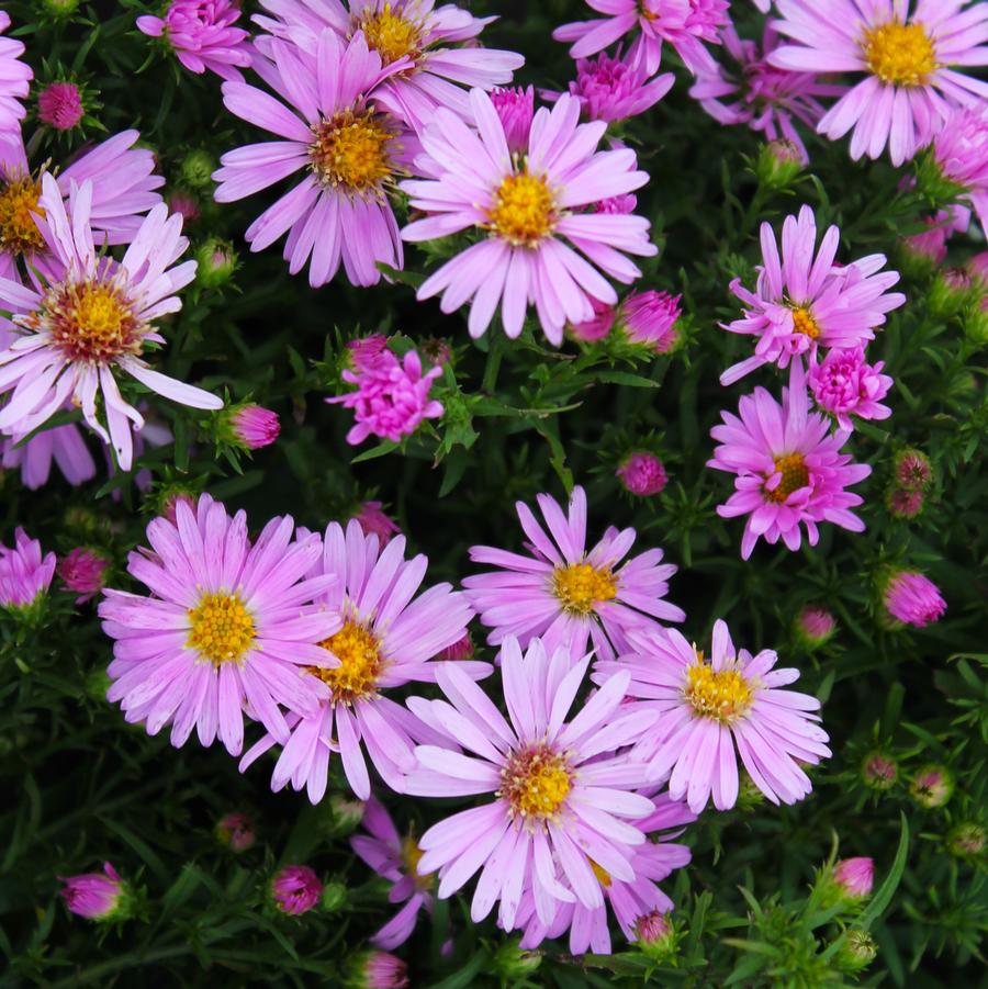 Aster dumosus 'Wood's Pink' - New York Aster from Hoffie Nursery
