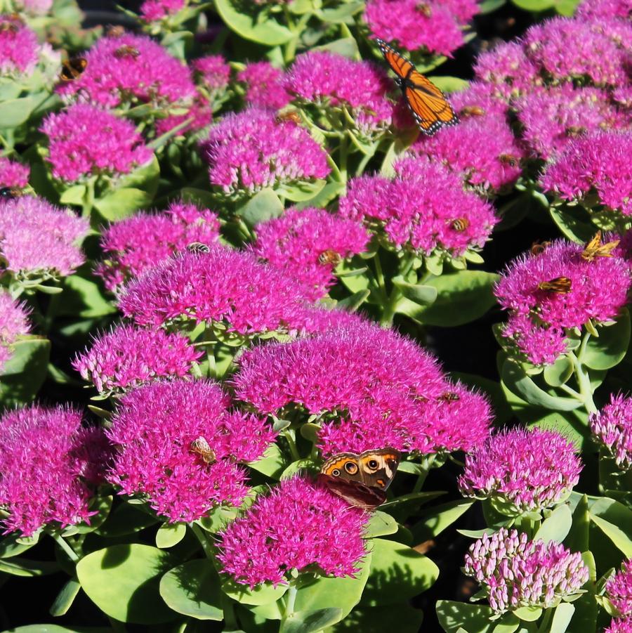 Sedum spectabile 'Neon' - Stonecrop from Hoffie Nursery