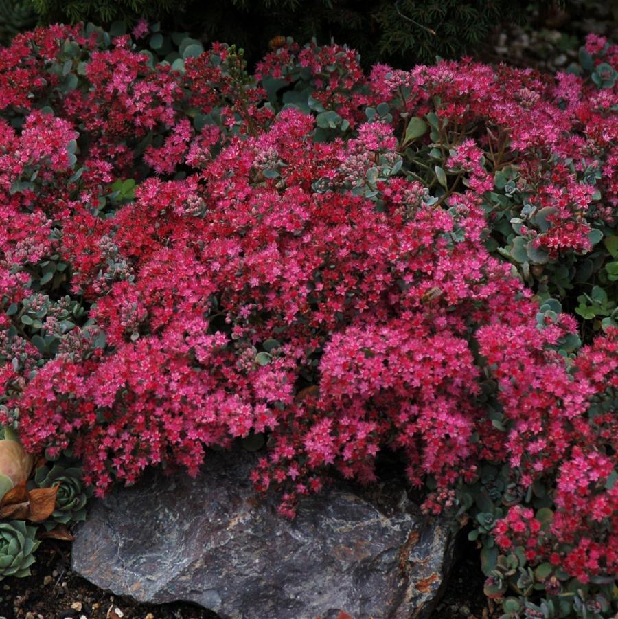Sedum cauticola 'Lidakense' - Stonecrop from Hoffie Nursery