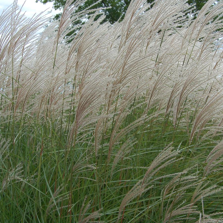 Miscanthus sinensis 'Graziella' - Maiden Grass from Hoffie Nursery