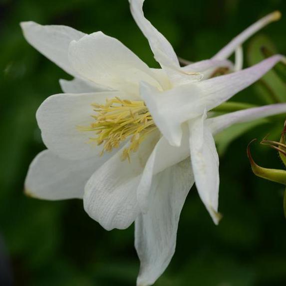 Aquilegia Earlybird White - Columbine from Hoffie Nursery